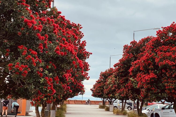 Pohutukawas At Their Best. Merry Christmas From Wellington... 7 *